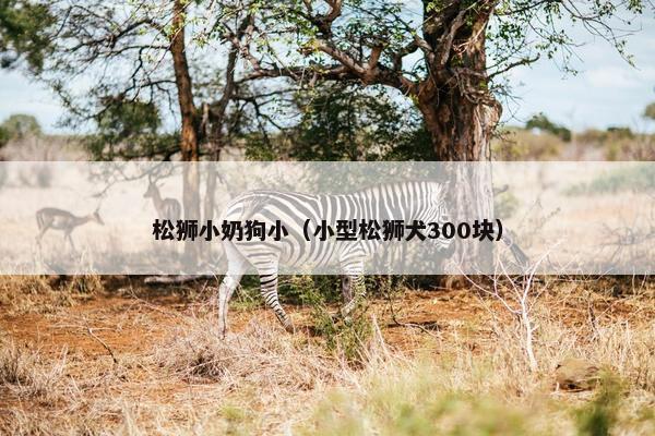 松狮小奶狗小（小型松狮犬300块）