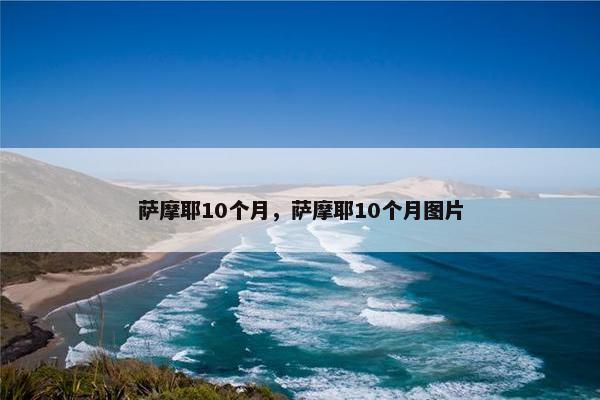 萨摩耶10个月，萨摩耶10个月图片