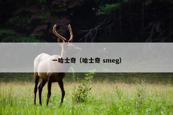 一哈士奇（哈士奇 smeg）
