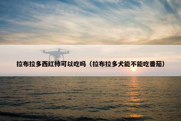 拉布拉多西红柿可以吃吗（拉布拉多犬能不能吃番茄）