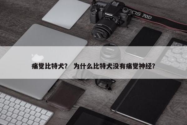 痛觉比特犬？ 为什么比特犬没有痛觉神经？