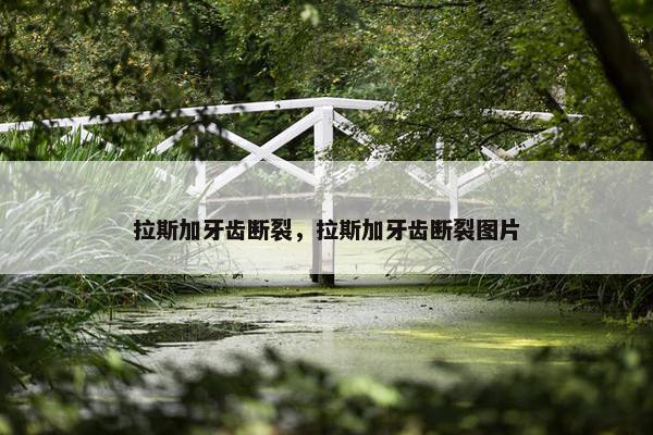 拉斯加牙齿断裂，拉斯加牙齿断裂图片