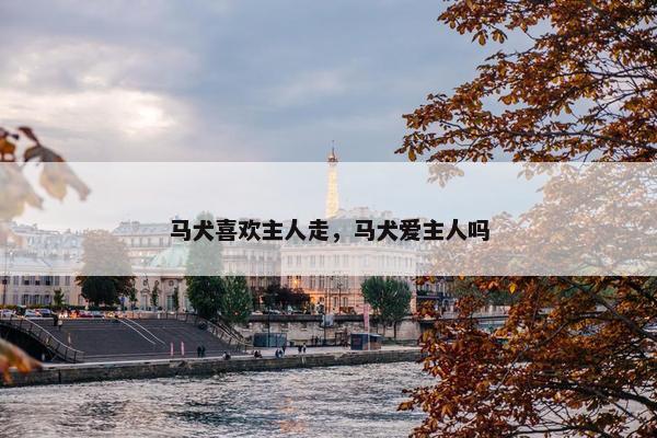 马犬喜欢主人走，马犬爱主人吗