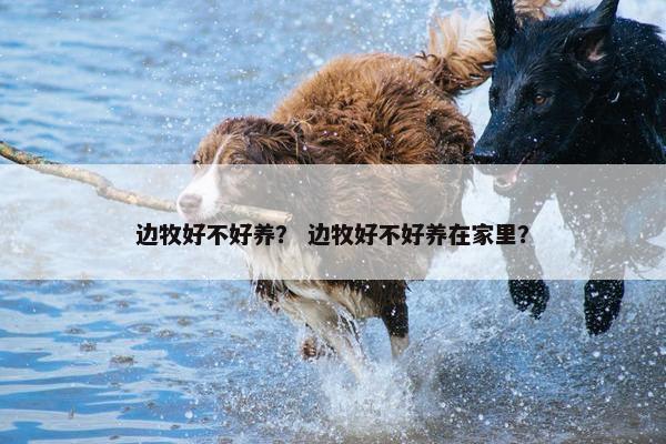 边牧好不好养？ 边牧好不好养在家里？