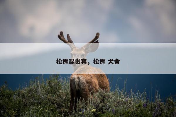 松狮混贵宾，松狮 犬舍