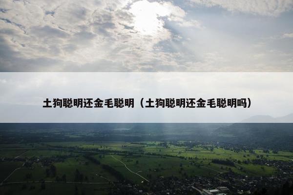 土狗聪明还金毛聪明（土狗聪明还金毛聪明吗）