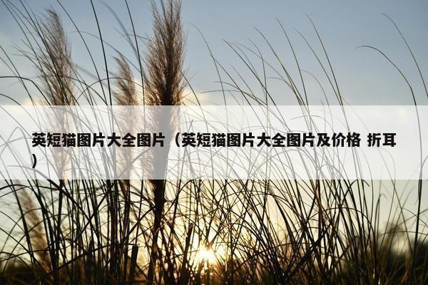 英短猫图片大全图片（英短猫图片大全图片及价格 折耳）