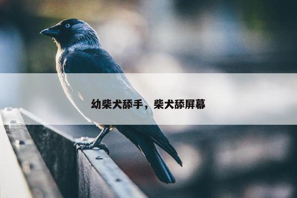 幼柴犬舔手，柴犬舔屏幕