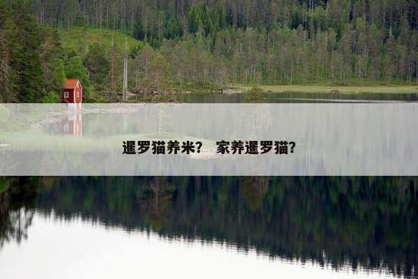 暹罗猫养米？ 家养暹罗猫？