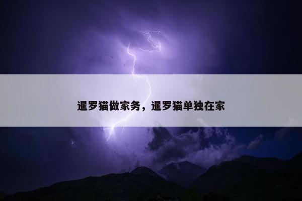 暹罗猫做家务，暹罗猫单独在家