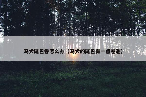 马犬尾巴卷怎么办（马犬的尾巴有一点卷翘）