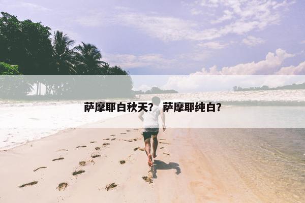 萨摩耶白秋天？ 萨摩耶纯白？