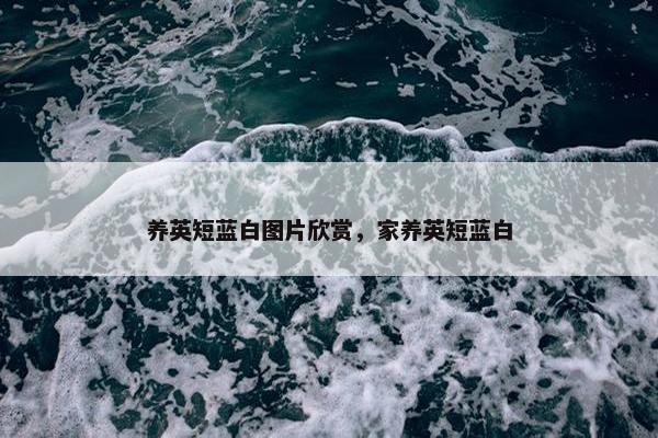 养英短蓝白图片欣赏，家养英短蓝白