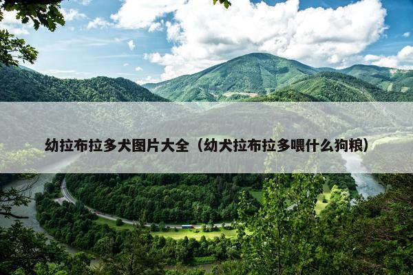 幼拉布拉多犬图片大全（幼犬拉布拉多喂什么狗粮）