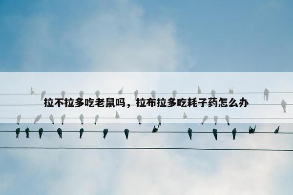 拉不拉多吃老鼠吗，拉布拉多吃耗子药怎么办