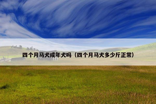 四个月马犬成年犬吗（四个月马犬多少斤正常）