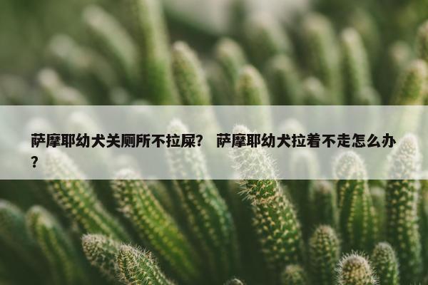 萨摩耶幼犬关厕所不拉屎？ 萨摩耶幼犬拉着不走怎么办？