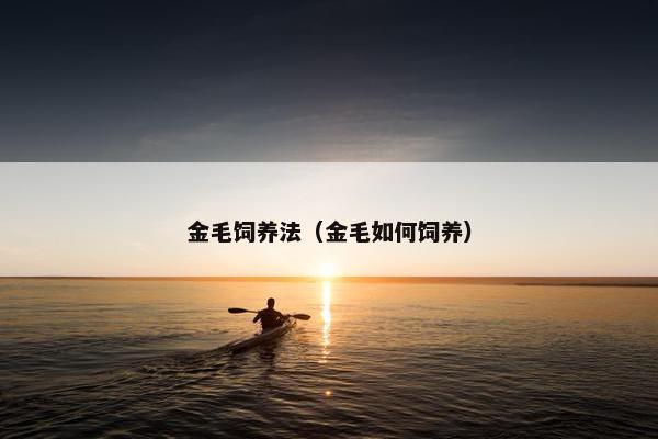 金毛饲养法（金毛如何饲养）