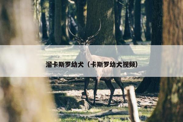 溜卡斯罗幼犬（卡斯罗幼犬视频）
