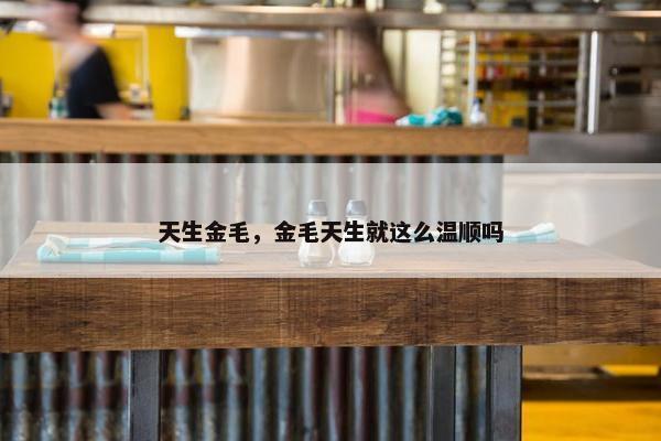 天生金毛，金毛天生就这么温顺吗