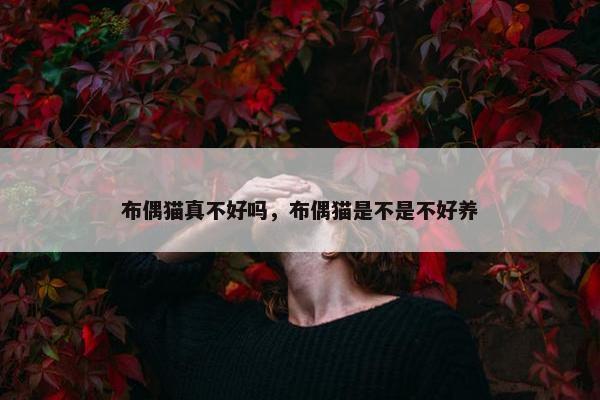 布偶猫真不好吗，布偶猫是不是不好养