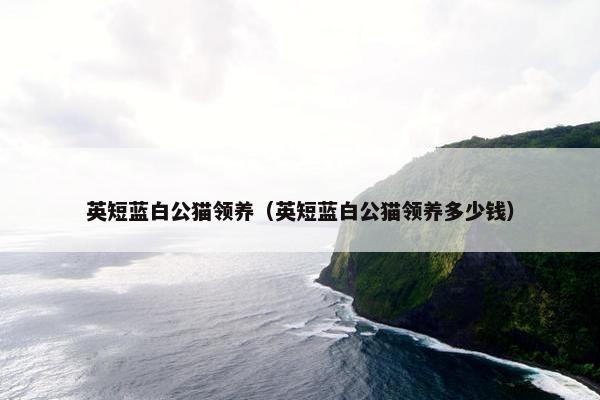 英短蓝白公猫领养（英短蓝白公猫领养多少钱）