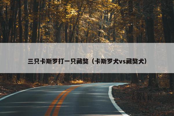 三只卡斯罗打一只藏獒（卡斯罗犬vs藏獒犬）