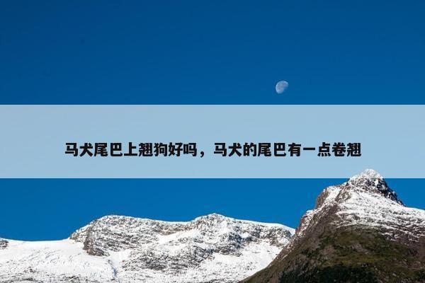 马犬尾巴上翘狗好吗，马犬的尾巴有一点卷翘