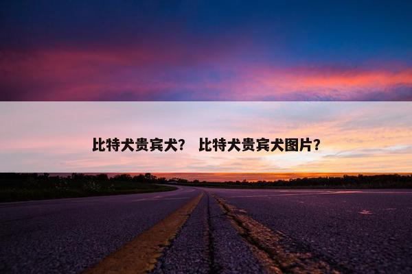 比特犬贵宾犬？ 比特犬贵宾犬图片？