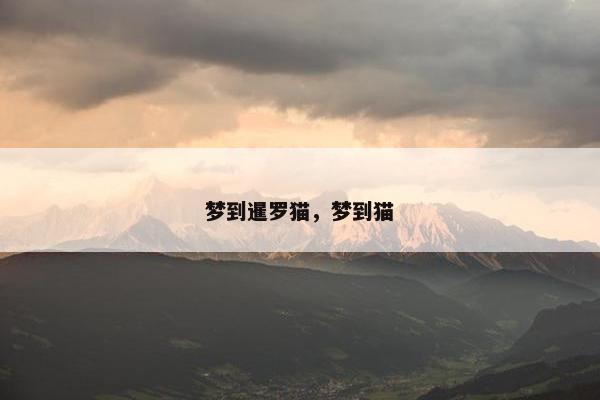梦到暹罗猫，梦到猫