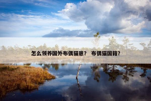 怎么领养国外布偶猫崽？ 布偶猫国籍？