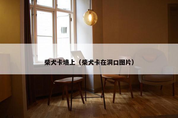 柴犬卡墙上（柴犬卡在洞口图片）