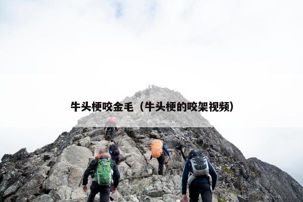 牛头梗咬金毛（牛头梗的咬架视频）
