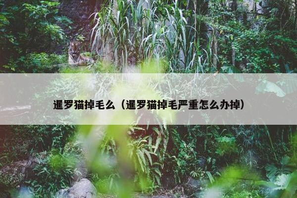 暹罗猫掉毛么（暹罗猫掉毛严重怎么办掉）
