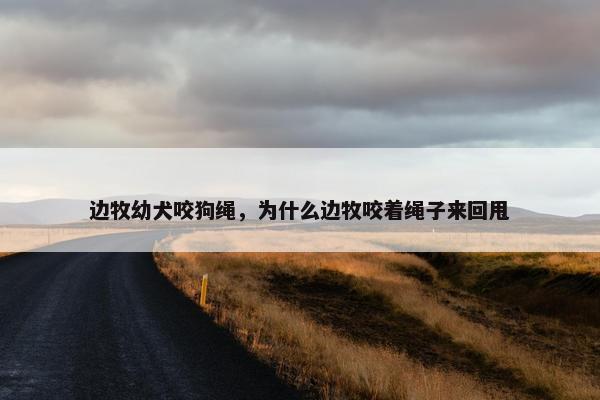 边牧幼犬咬狗绳，为什么边牧咬着绳子来回甩