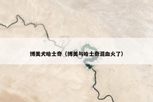 博美犬哈士奇（博美与哈士奇混血火了）