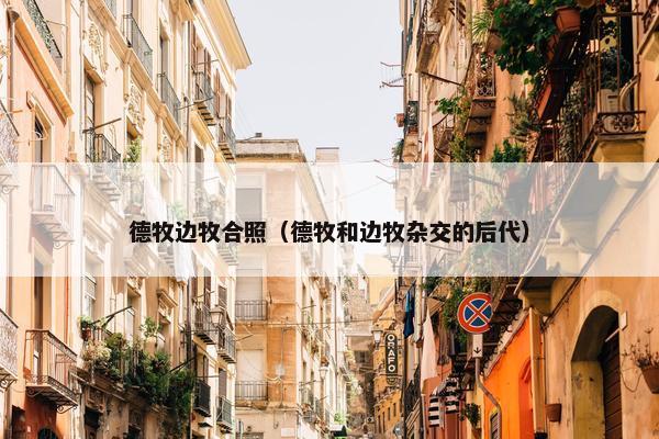 德牧边牧合照（德牧和边牧杂交的后代）