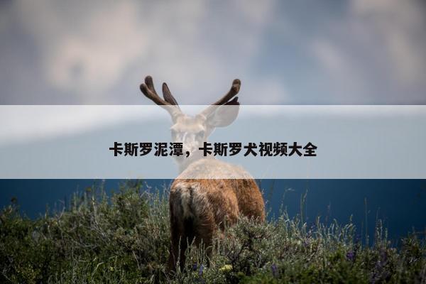 卡斯罗泥潭，卡斯罗犬视频大全