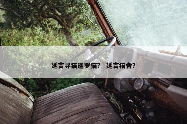 延吉寻猫暹罗猫？ 延吉猫舍？