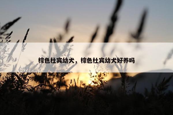 棕色杜宾幼犬，棕色杜宾幼犬好养吗