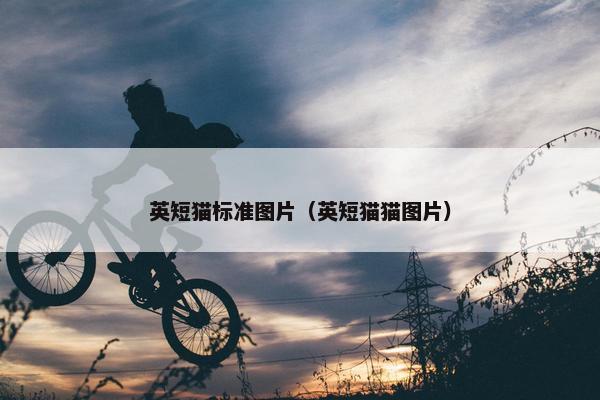 英短猫标准图片（英短猫猫图片）
