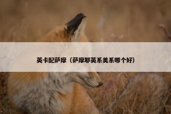 英卡配萨摩（萨摩耶英系美系哪个好）