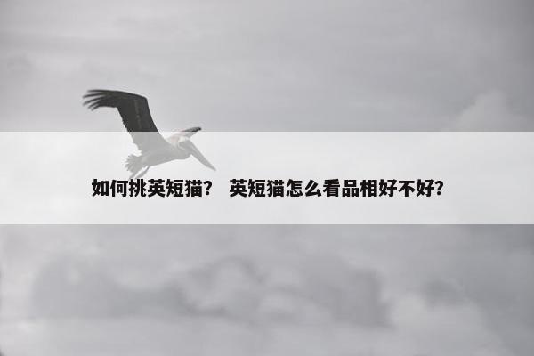 如何挑英短猫？ 英短猫怎么看品相好不好？