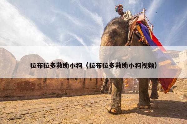 拉布拉多救助小狗（拉布拉多救助小狗视频）