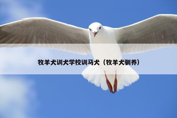 牧羊犬训犬学校训马犬（牧羊犬驯养）