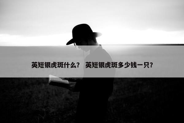 英短银虎斑什么？ 英短银虎斑多少钱一只？