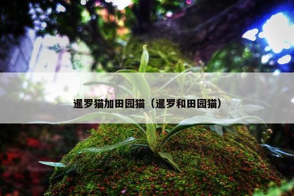 暹罗猫加田园猫（暹罗和田园猫）