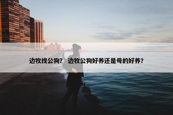 边牧找公狗？ 边牧公狗好养还是母的好养？