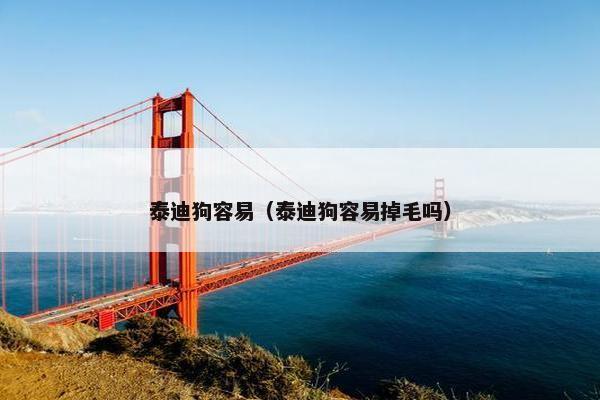 泰迪狗容易（泰迪狗容易掉毛吗）