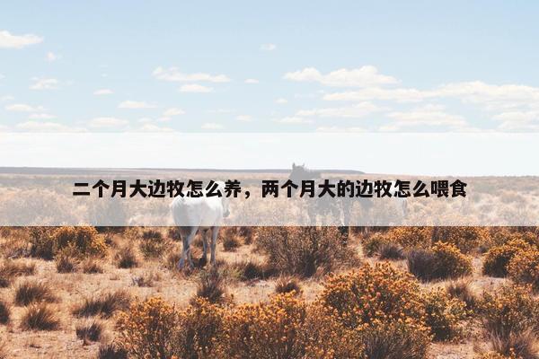 二个月大边牧怎么养，两个月大的边牧怎么喂食